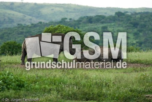 Breitmaulnashorn (24 von 28).jpg